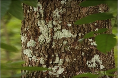 Glochidion zeylanicum